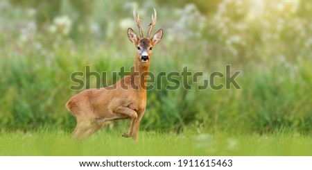 Majestic roe deer, capreolus capreolus, buck with large antlers approaching on green meadow in summer. Male mammal with orange fur walking through grass at sunrise with copy space. Animal wildlife.