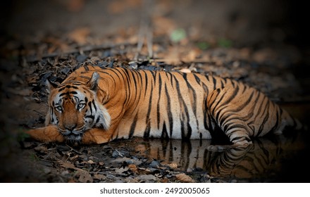 The majestic Royal Bengal Tiger, often referred to as the Indian Tiger, Panthera tigris, the Striped Tiger, the Great Cat of India, the Sundarbans Tiger, is a powerful symbol of wildlife conservation. - Powered by Shutterstock