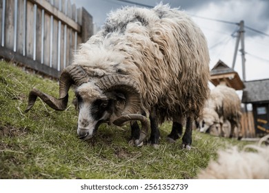 Majestic Rustic Sheep Grazing on Lush Green Hillside. - Powered by Shutterstock