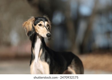 Majestic saluki - persian sighthound portrait - Powered by Shutterstock