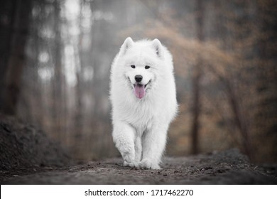 Majestic Samoyed Dog In The Forest