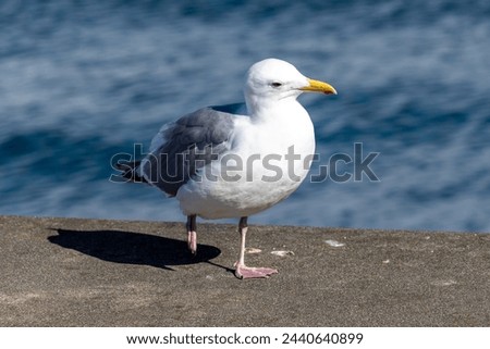 Majestic Seagull by the Seattle Shore.