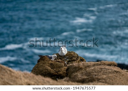 Majestic Seagulls Perched on Londrangar Cliff, Iceland