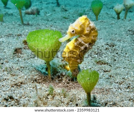 Majestic seahorse from Cyprus, Mediterranean Sea