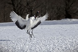 A Majestic Shot Of Red-crowned Cranes Standing On The Snowy Ground With Their Wings Spread Wide, Against The Winter Backdrop In Japan