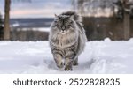 A majestic Siberian cat walking through the snow, with its thick fur and piercing gaze capturing the essence of winter beauty.