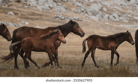 The majestic sight of wild horses grazing in their natural habitat is a breathtaking experience. With their coats glistening in the sunlight, they roam freely across the open plains. - Powered by Shutterstock