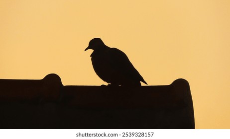  majestic silhouette of a bird perched on a rooftop, bathed in the warm glow of a golden sunset - Powered by Shutterstock