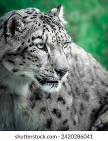 Majestic Snow Leopard: A Close-Up Portrait in Natural Habitat
						Snow Leopard with Intense Gaze and Stunning Fur Pattern - Stock Photo
						Portrait of a Beautiful Snow Leopard in the Wild - Stock Photo