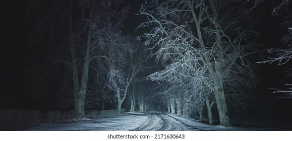 Majestic snow-covered forest in a fog at night. Panoramic winter landscape. Tree silhouettes in the dark. Silence, mystery, gothic concepts