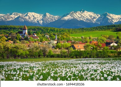 Majestic spring rural landscape with white daffodils field and high snowy mountains in background. Flowery fields with mountains, near Sibiu, Hosman village, Transylvania, Romania, Europe
