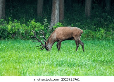 A majestic stag with large antlers grazes peacefully on lush green grass in a serene forest landscape, embodying tranquility and natural beauty. - Powered by Shutterstock