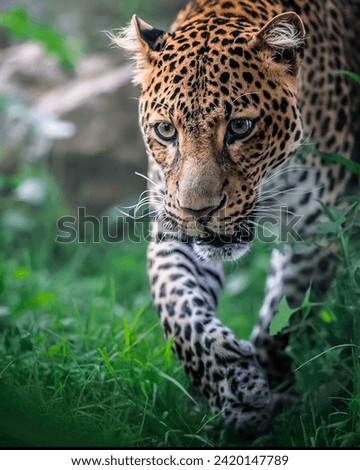 Majestic Stalk: Close-Up of a Prowling Jaguar Amidst Lush Greenery
A Jaguar’s Hunt: Capturing the Intensity and Beauty of a Wild Cat