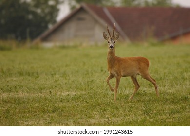 Majestic Strong Roe Deer Standing In Front Of Household. Big Roe Buck With Huge Antlers Near Village. Wild Animal Near Human Houses. Capreolus Capreolus.