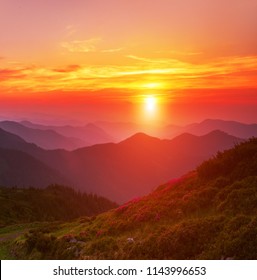 majestic summer dawn image, amazing sunrise scenery, fantastic blooming rhododendron pink flowers on background  sky, colorful floral morning landscape in the mountains, Carpathians, Ukraine, Europe