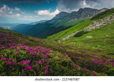 Majestic summer scenery, blooming colorful pink rhododendron mountain flowers on the hill, Bucegi mountains, Carpathians, Transylvania, Romania, Europe