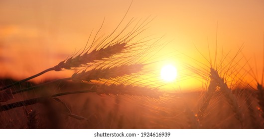 majestic sunset over a wheat field, wheat ears close up under sunshine at sunset. dramatic picturesque summer scene. colorful sunrise with a overcast clouds. wonderful rural landscape. creative image - Powered by Shutterstock