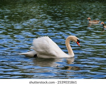 A majestic swan floats gracefully in a tranquil lake surrounded by a flock of ducks - Powered by Shutterstock