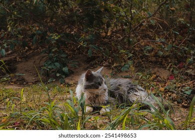 A majestic tabby cat sprawled out in a grassy meadow, surrounded by lush green foliage and wildflowers - Powered by Shutterstock