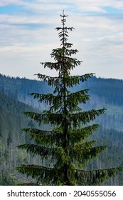 A Majestic Tall Mountain Hemlock Tree (Tsuga Mertensiana) On The Peak