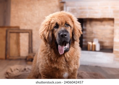 A majestic Tibetan Mastiff dog sits alert in a cozy home setting, its gaze steady and welcoming