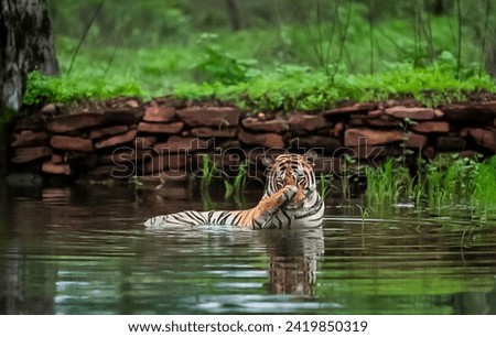 Majestic Tiger in Natural Habitat - Wildlife Photography
Tiger Wading Through Water in a Forest - Nature and Wildlife