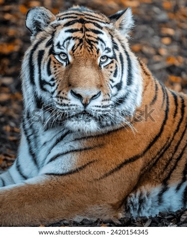 Majestic Tiger Resting Amidst Autumn Leaves - Wildlife Photography
A Tiger’s Nap: Capturing the Beauty and Grace of a Wild Cat in Fall
Leaves and Stripes: A Detailed View of a Tiger’s Coat and Surroun