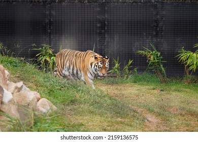 A Majestic Tiger Walking Around On A Zoo Habitat