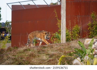 A Majestic Tiger Walking Around On A Zoo Habitat