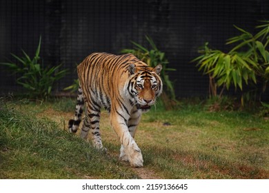 A Majestic Tiger Walking On A Zoo Habitat