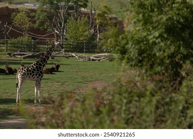 A majestic and towering giraffe stands gracefully in a lush, vibrant green habitat at a local zoo facility - Powered by Shutterstock