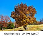 Majestic tree in fall colors at Mount Magazine State Park.