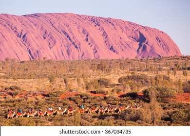 Majestic Uluru And A Camel Tour On A Clear Winter's Evening Sunset In The Northern Territory, Australia