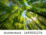 Majestic upwards view to the treetops in a beech forest with fresh green foliage, sun rays and clear blue sky