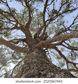 A majestic view of a tall tree seen from below, showcasing its textured bark and sprawling branches against a clear sky. Perfect for nature and outdoor-themed content. - Powered by Shutterstock