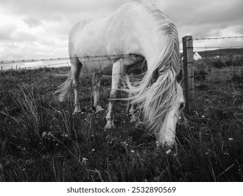 A majestic white horse grazes near a rustic barbed-wire fence, with its flowing mane swept by a gentle breeze under a cloudy sky. - Powered by Shutterstock