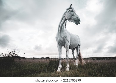 Majestic White Horse Standing In Gloomy Setting