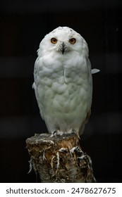 Una majestuosa lechuza blanca