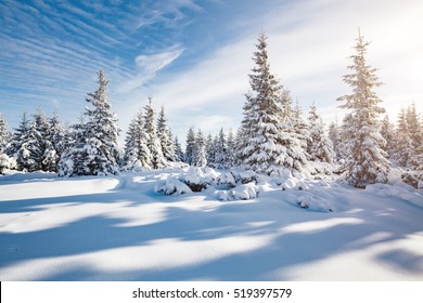 Majestic white spruces glowing by sunlight. Picturesque and gorgeous wintry scene. Location place Carpathian national park, Ukraine, Europe. Alps ski resort. Blue toning. Happy New Year! Beauty world. - Powered by Shutterstock - Get 15% off with code: PIKWIZARD15