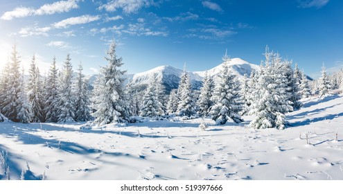 Majestic white spruces glowing by sunlight  Picturesque   gorgeous wintry scene  Location place Carpathian national park  Ukraine  Europe  Alps ski resort  Blue toning  Happy New Year! Beauty world 