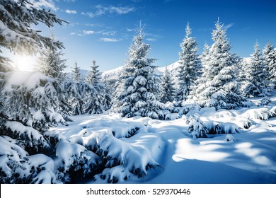Majestic white spruces glowing by sunlight. Picturesque and gorgeous wintry scene. Location place Carpathian national park, Ukraine, Europe. Alps ski resort. Blue toning. Happy New Year! Beauty world.