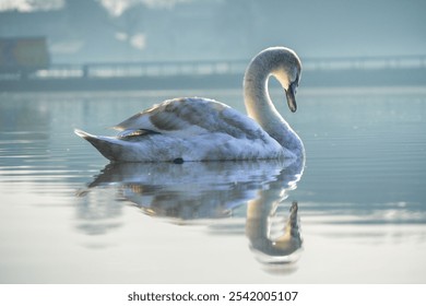 A majestic white swan gracefully glides through the waters of a tranquil pond, the mirror-like surface of the pond reflecting the bird's image back up - Powered by Shutterstock