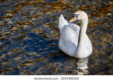 A majestic white swan gracefully gliding through a tranquil body of water. - Powered by Shutterstock