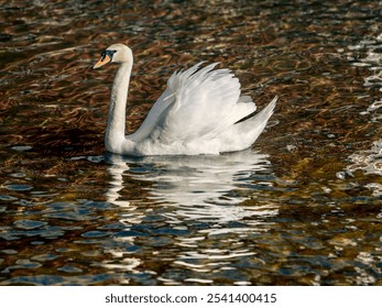 A majestic white swan gracefully gliding through a tranquil body of water. - Powered by Shutterstock