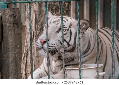 Majestic White Tiger Resting Behind Bars in a Sanctuary. - Powered by Shutterstock