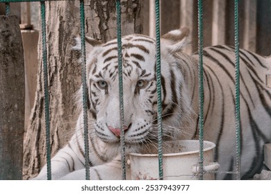 Majestic White Tiger Resting Behind Bars in a Zoo Enclosure. - Powered by Shutterstock