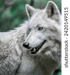 Majestic White Wolf: A Close-Up Portrait in the Wild
A White Wolf’s Gaze: Capturing the Power and Beauty of a Wild Animal
Fur and Teeth: A Detailed View of a White Wolf’s Face and Features
A Whitewolf