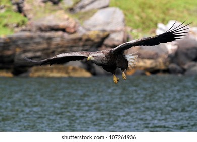 Majestic White-tailed Sea Eagle (Haliaeetus Albicilla) In Scotland.