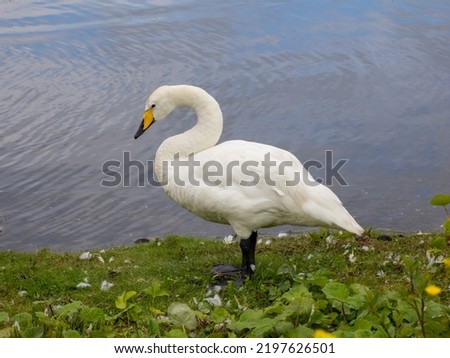 Majestic whooper swan  (Cygnus cygnus) on the waters of Tjörnin Pond in central Reykjavik, Iceland
