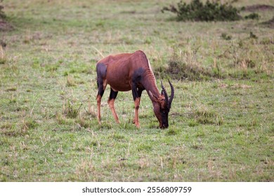 A majestic wildebeest grazing in its natural habitat - Powered by Shutterstock